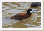 DSC_4184 Ruddy Duck * 700 x 467 * (184KB)